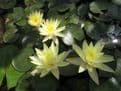 N. Odorata Sulphurea 3ltr Basket