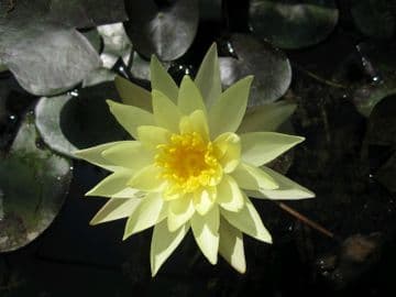 N. Odorata Sulphurea 3ltr Basket