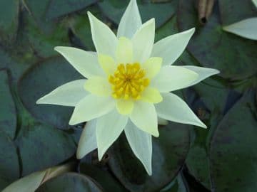 N. Pygmaea helvola 2ltr Basket