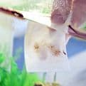 Oase Biorb Cleaning Pads