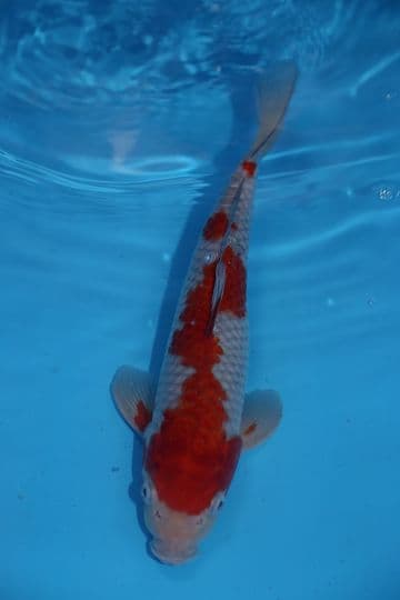 Ochiba Shigure-Koi For Sale 11" 9502
