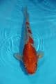 Ochiba Shigure-Koi For Sale 13