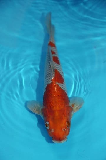 Ochiba Shigure-Koi For Sale 13" 9461