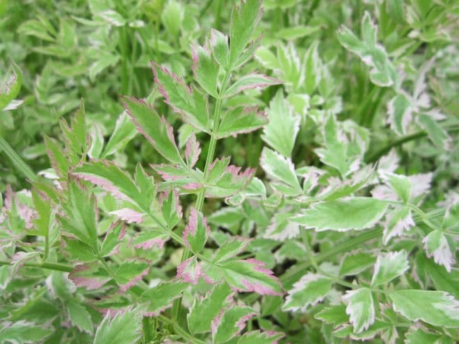 Oenanthe javanica 'Flamingo' 3 x 9cm Basket