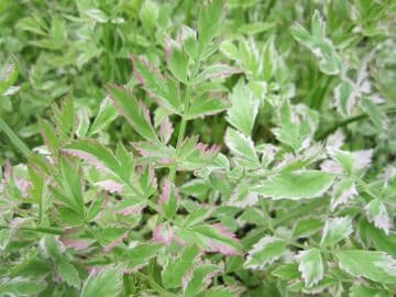 Oenanthe javanica 'Flamingo' 3 x 9cm Basket