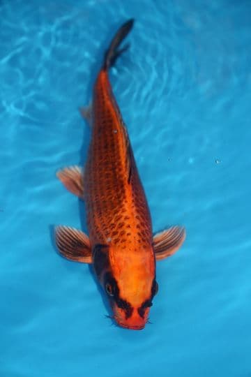 Orenji Matsuba-Koi For Sale 12" 9507