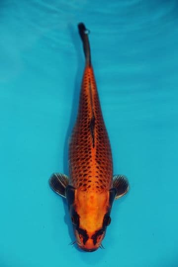 Orenji Matsuba-Koi For Sale 12" 9569