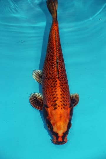 Orenji Matsuba-Koi For Sale 13" 9455
