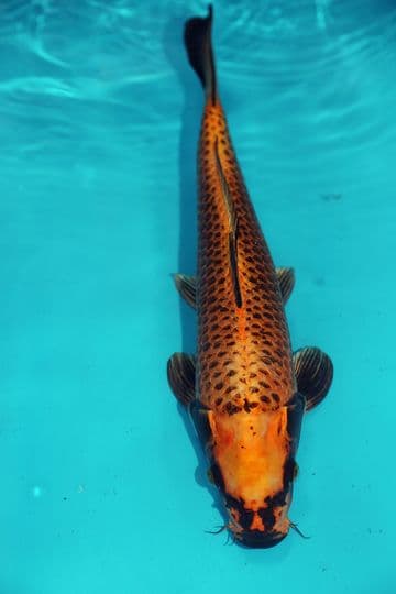 Orenji Matsuba-Koi For Sale 14" 9479