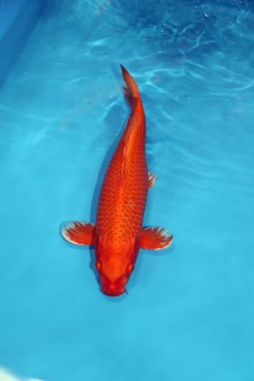Orenji Ogon-Koi For Sale 15" 9405