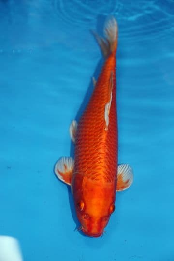 Orenji Ogon-Koi For Sale 16" 9487