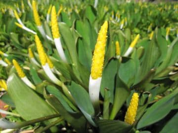 Orontium aquaticum 3ltr Basket