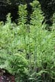 Osmunda regalis 3 x 9cm Basket