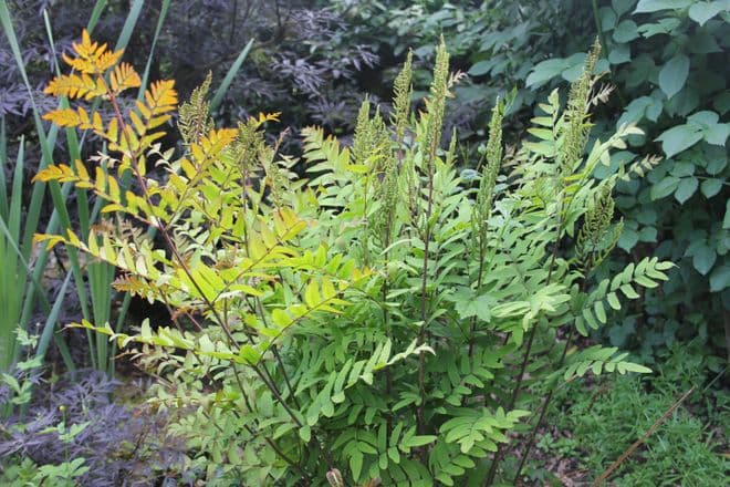 Osmunda regalis 3 x 9cm Basket