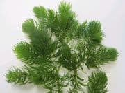 Oxygenating Plant Potted