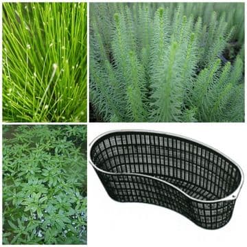 Oxygenating Plant Selection Contour Basket 8ltr