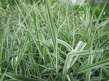 Phalaris arundinacea var picta 3ltr Basket