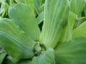 Pistia stratiotes Pack of 5