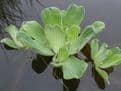 Pistia stratiotes Pack of 5