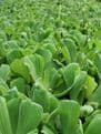 Pistia stratiotes Pack of 5