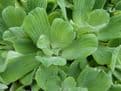 Pistia stratiotes Pack of 5