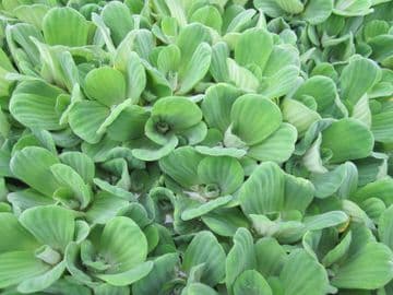 Pistia stratiotes Pack of 5