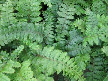 Polystichum polyblepharum 3 x 9cm Basket