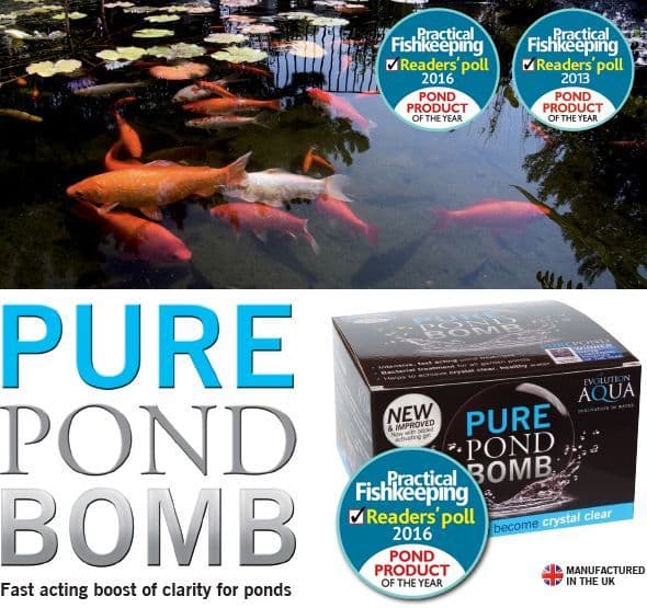 Pond Bomb Evolution Aqua
