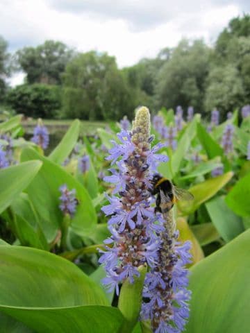 Pontederia cordata 5ltr Basket