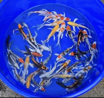 Premium Butterfly Mix - Koi For Sale 8"
