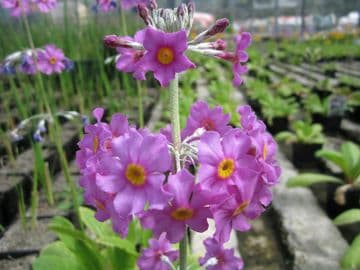 Primula beesiana 3 x 9cm Basket