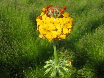Primula bulleyana 3 x 9cm Basket