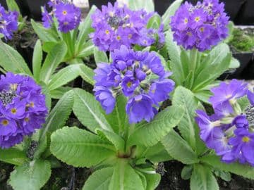 Primula denticulata 3 x 9cm Basket