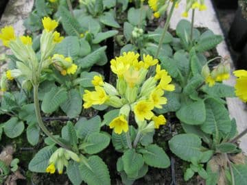 Primula veris 3 x 9cm Basket