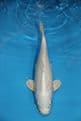 Purachina-Koi For Sale 13