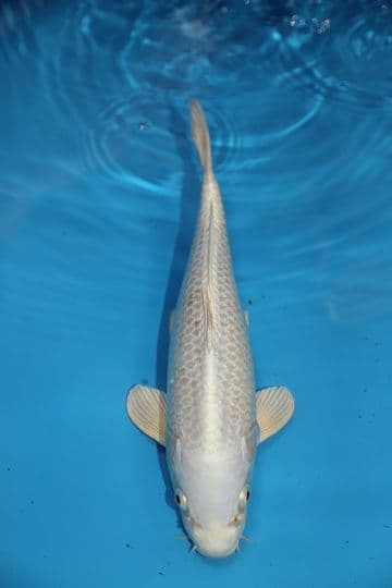 Purachina-Koi For Sale 13" 9440