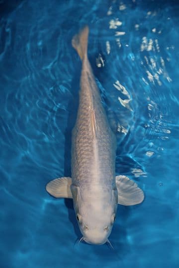 Purachina-Koi For Sale 16" 8946