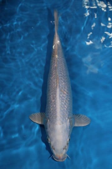 Purachina-Koi For Sale 16" 8955