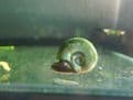 Ramshorn snails - Planorbis corneus Pack of 5