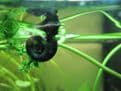 Ramshorn snails - Planorbis corneus Pack of 5