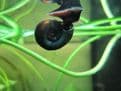 Ramshorn snails - Planorbis corneus Pack of 5