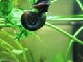 Ramshorn snails - Planorbis corneus Pack of 5