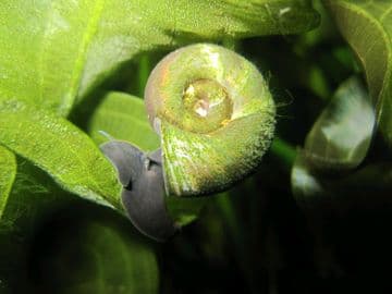 Ramshorn snails - Planorbis corneus Pack of 5