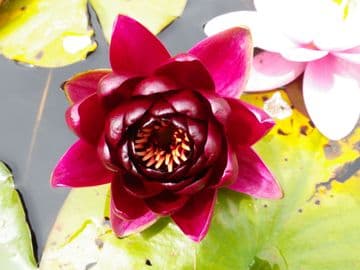 Red Water Lily Nymphaea Burgundy Princess (Dwarf)