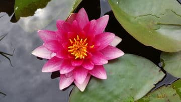 Red Water Lily Nymphaea James Brydon