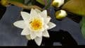 Red White Yellow Water Lily Collection