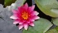 Red White Yellow Water Lily Collection