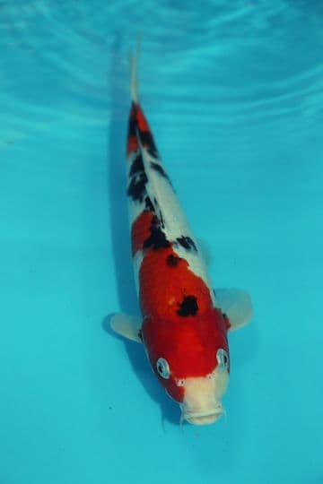 Sanke-Koi For Sale 11" 9551