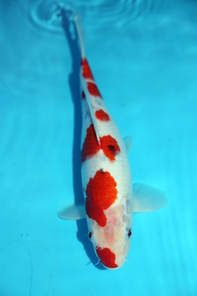Sanke-Koi For Sale 12