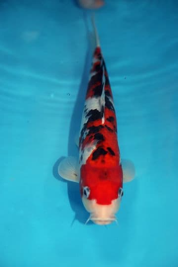 Sanke-Koi For Sale 13" 9435
